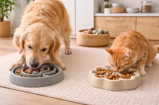Why Slow Feeder Bowls Are Trending Among Indoor Pets