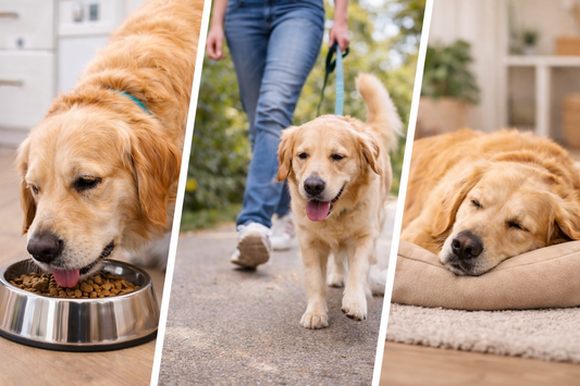 🐕 Why Routine Matters More Than You Think for Your Dog