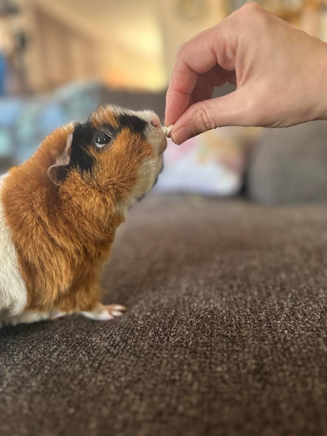 Digestive Support, Papaya by Sherwood Pet Health (100 Tablets - 60 Grams). Contains Natural Motility Herbs That Regulate The Digestive Tract, Improve The Gut microbiome and Stimulate The Appetite.